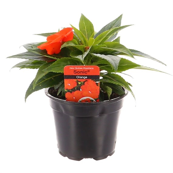 New Guinea Hybrid Impatiens Orange 13cm Pot Bedding 