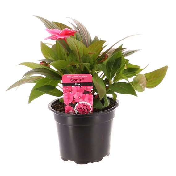 New Guinea Hybrid Impatiens Pink 13cm Pot Bedding