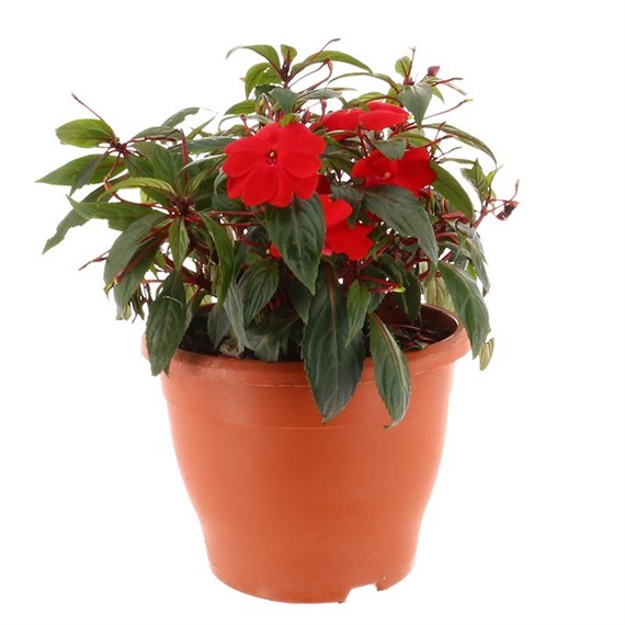 New Guinea Hybrid Red 6.5L Pot Bedding 