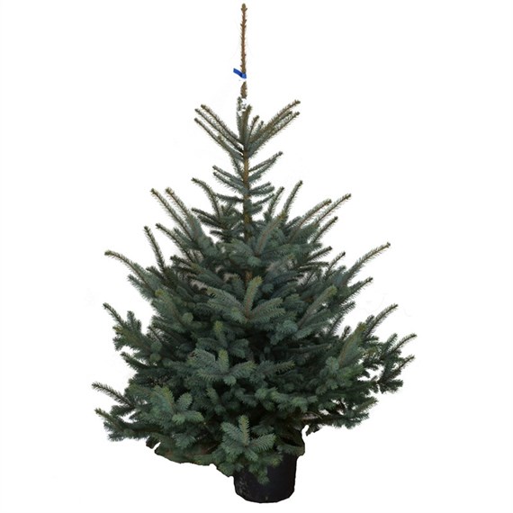 Blue Spruce 5-6ft (150-175cm) Real Potted Christmas Tree