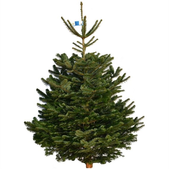 Nordmann Fir 10-11ft (300-350cm) Real Cut Christmas Tree