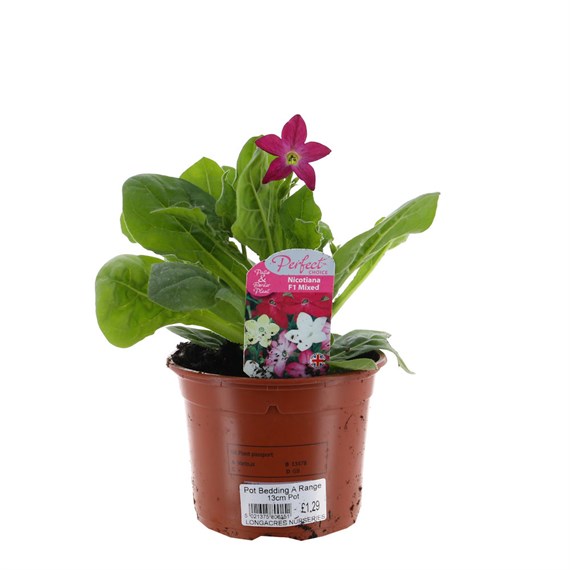 Nicotiana Dark Pink 13cm Pot Bedding