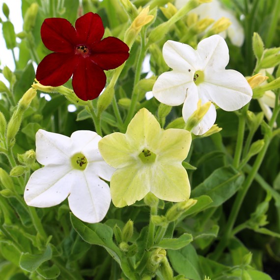 Nicotiana F1 Mixed 6 Pack Boxed Bedding