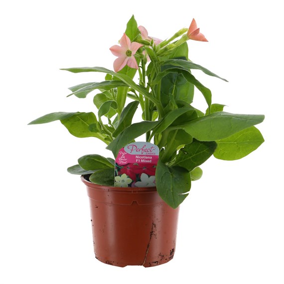Nicotiana Light Pink 13cm Pot Bedding