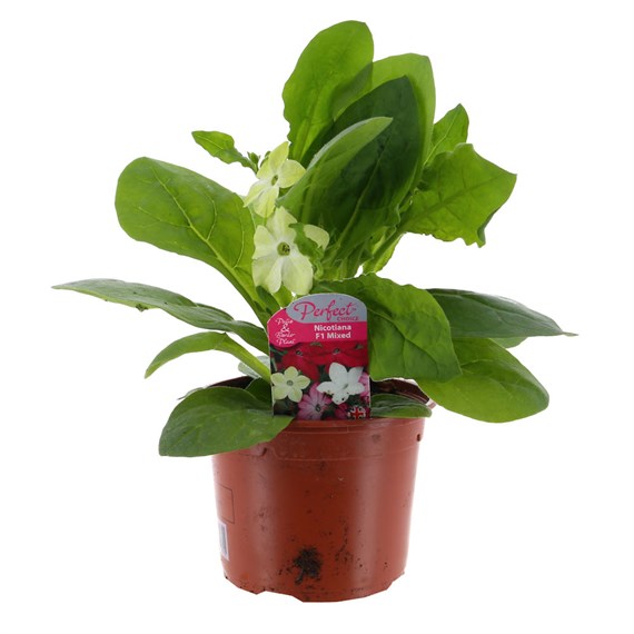 Nicotiana Lime 13cm Pot Bedding