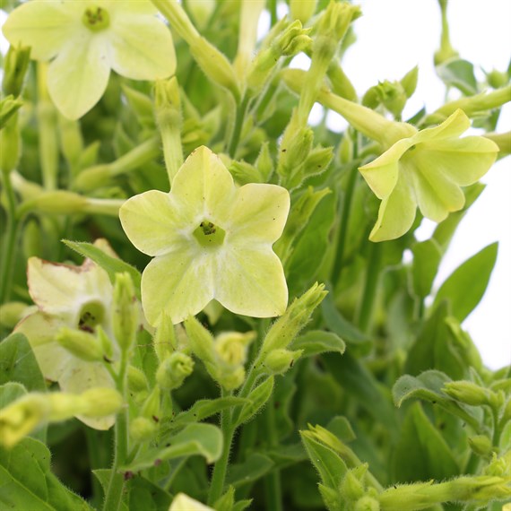 Nicotiana Lime 6 Pack Boxed Bedding