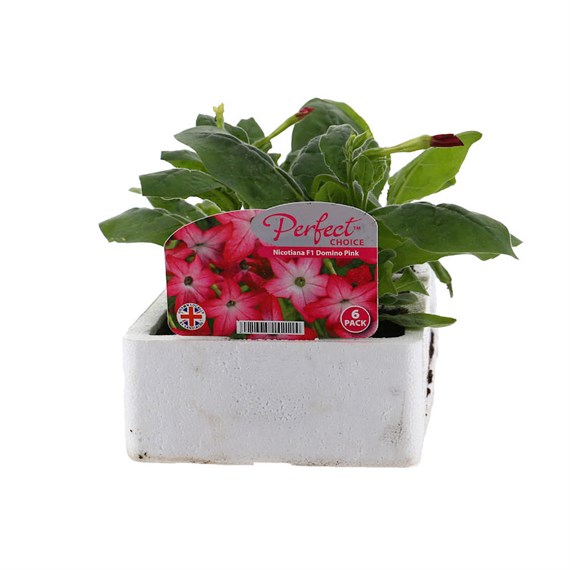 Nicotiana Pink 6 Pack Boxed Bedding