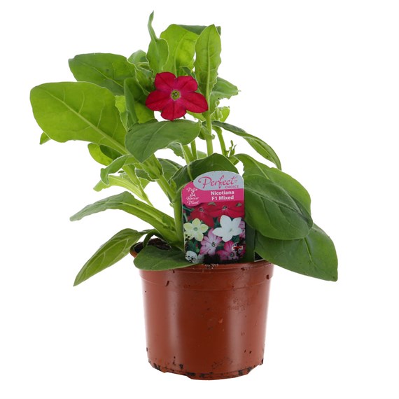 Nicotiana Red 13cm Pot Bedding
