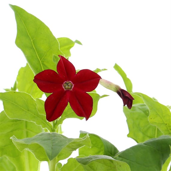 Nicotiana Red 6 Pack Boxed Bedding