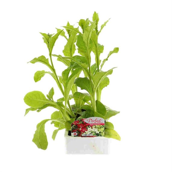 Nicotiana Scented Mixed 6 Pack Boxed Bedding