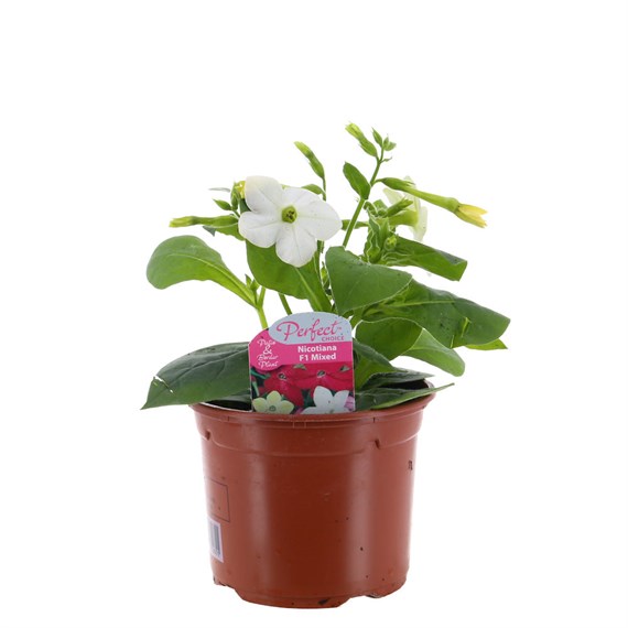 Nicotiana White 13cm Pot Bedding