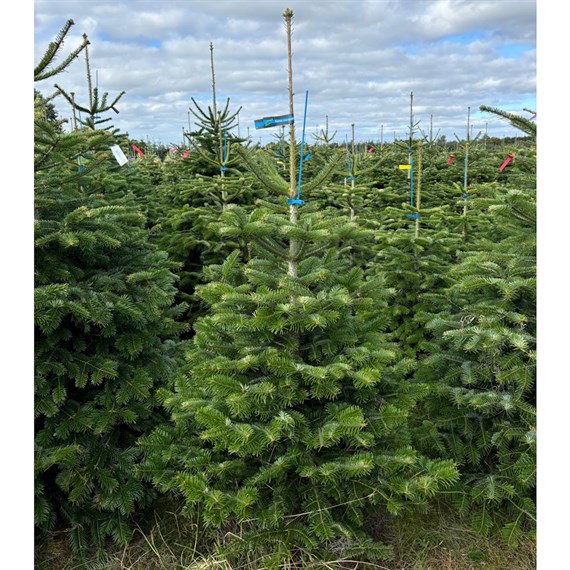 Nordmann Fir Slimline 5.5-7ft (165-210cm) Real Cut Christmas Tree