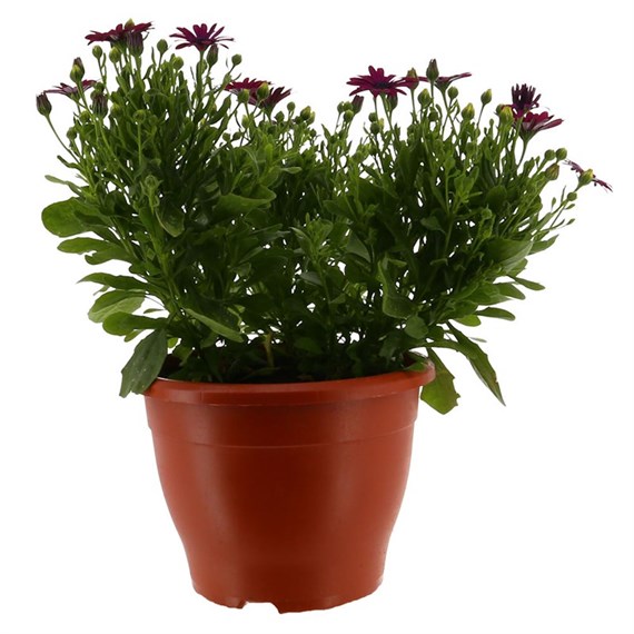 Osteospermum Assorted 6.5L Pot Bedding