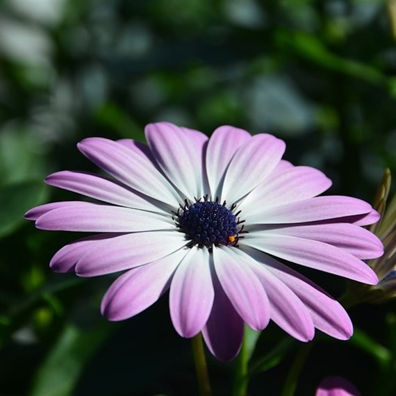 Osteospermum Cannington Roy Perennial Plant 9cm Pot - Set of 3
