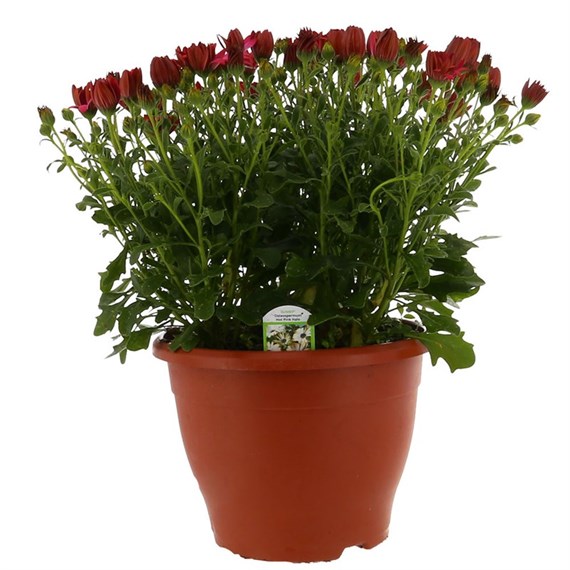 Osteospermum Hot Pink 6.5L Pot Bedding