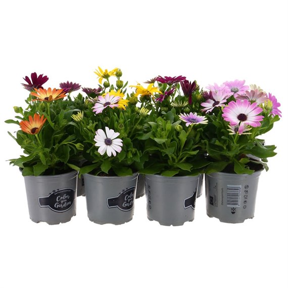 A Lucky Dip Selection! Osteospermum - 13cm x 8 Pots