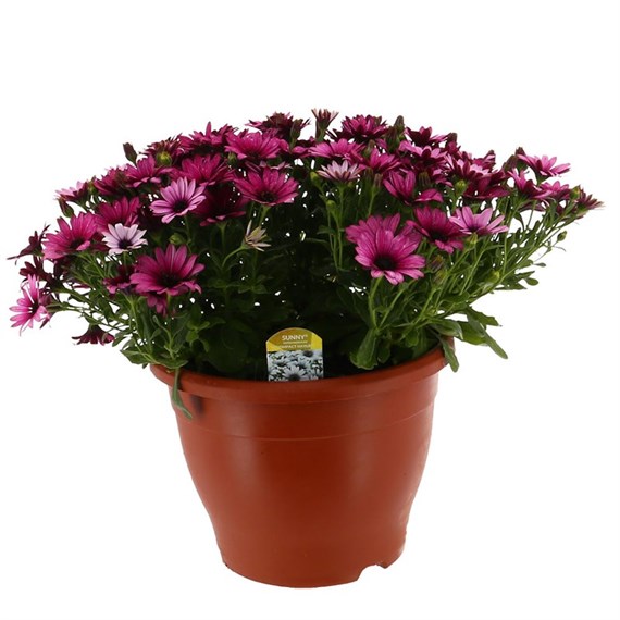 Osteospermum Purple 6.5L Pot Bedding