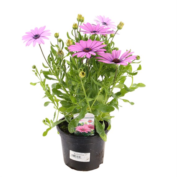 Osteospermum Senorita Pink 13cm Pot Bedding