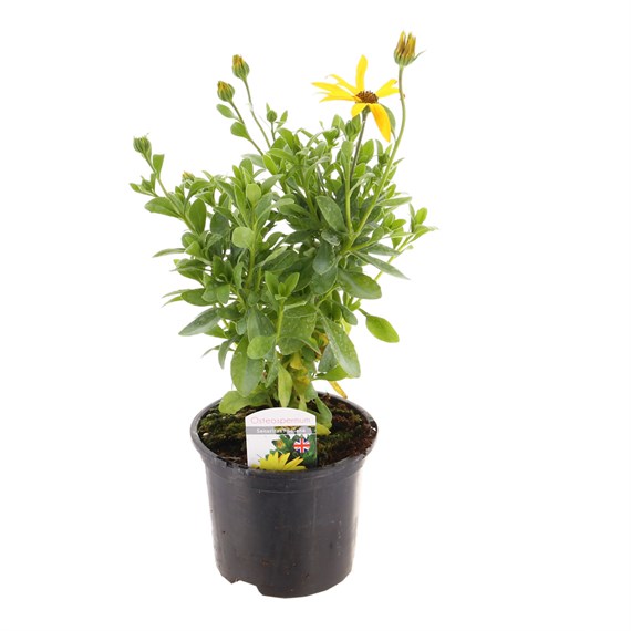 Osteospermum Senorita Yellow 13cm Pot Bedding