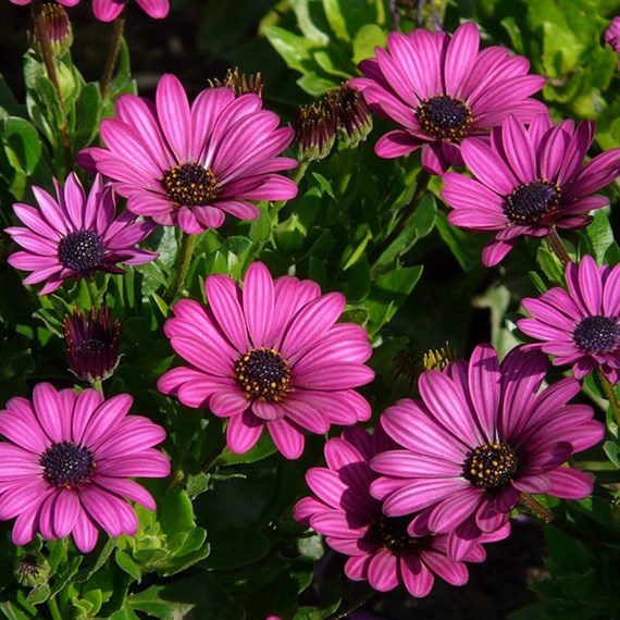 Osteospermum Tresco Purple Perennial Plant 9cm Pot - Set of 3