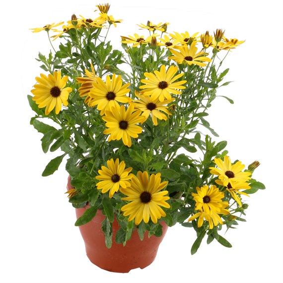 Osteospermum Yellow 6.5L Pot Bedding