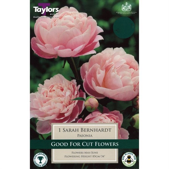 Taylors Bulbs Paeonia Sarah Bernhardt (Single Pack) (TS845)