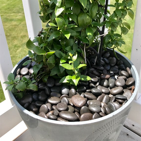 Panacea Black River Pebbles Pot Toppers 2.2Kg (77523)