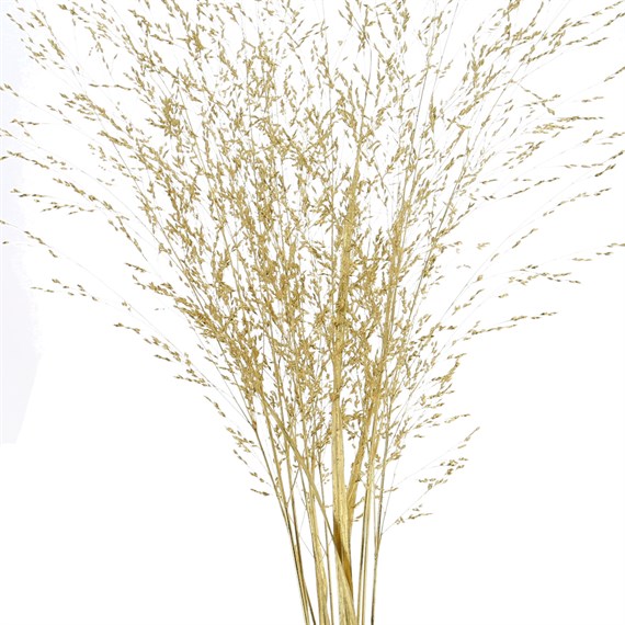 Panicum Grass Sprayed (x10 Individual Stems) - Gold