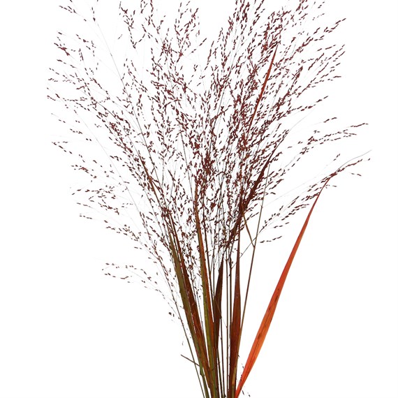 Panicum Grass Sprayed (x10 Individual Stems) - Red