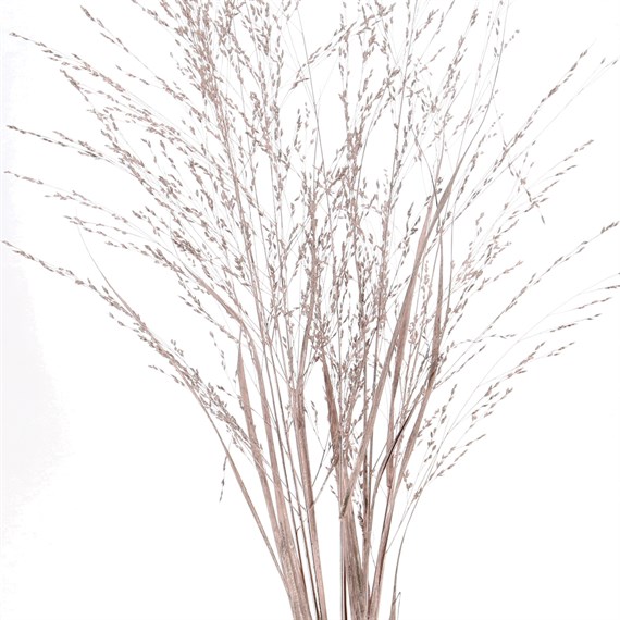 Panicum Grass Sprayed (x10 Individual Stems) - Rose Gold