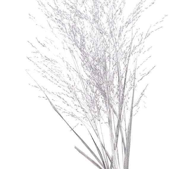 Panicum Grass Sprayed (x10 Individual Stems) - Silver