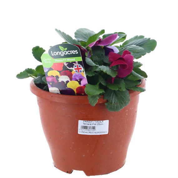 Pansy 20cm Sabina Pot Bedding