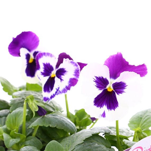 Pansy F1 Blue White Bi Colour 6 Pack Boxed Bedding
