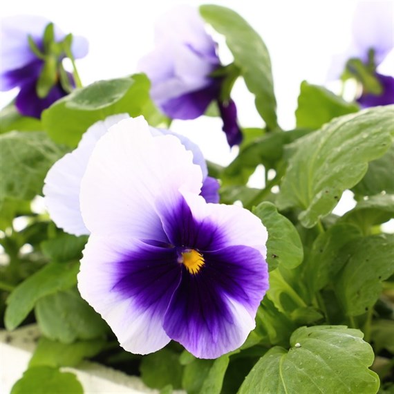 Pansy F1 Beaconsfield 6 Pack Boxed Bedding