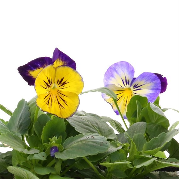 Pansy F1 Blue Morpho 6 Pack Boxed Bedding 
