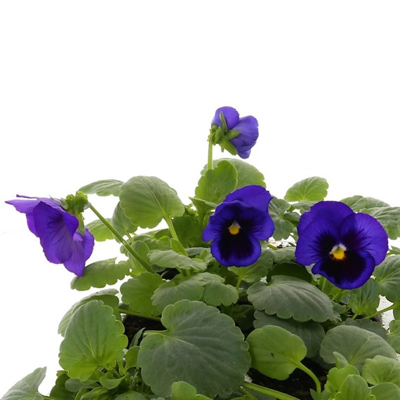 Pansy F1 Blue Blotch 6 Pack Boxed Bedding