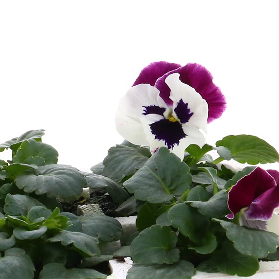 Pansy F1 Cassis Knight 6 Pack Boxed Bedding