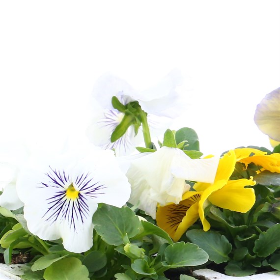 Pansy F1 Cats Whiskers Mixed 6 Pack Boxed Bedding