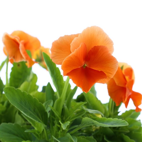 Pansy F1 Deep Orange 6 Pack Boxed Bedding