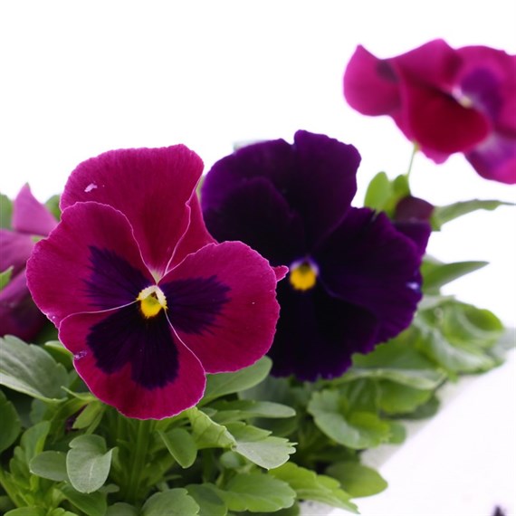 Pansy F1 Fruits Of The Forest 6 Pack Boxed Bedding