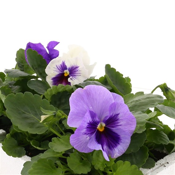 Pansy F1 Lavender Shades 6 Pack Boxed Bedding