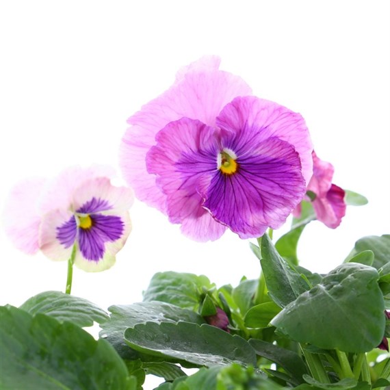 Pansy F1 Pink Shades 6 Pack Boxed Bedding