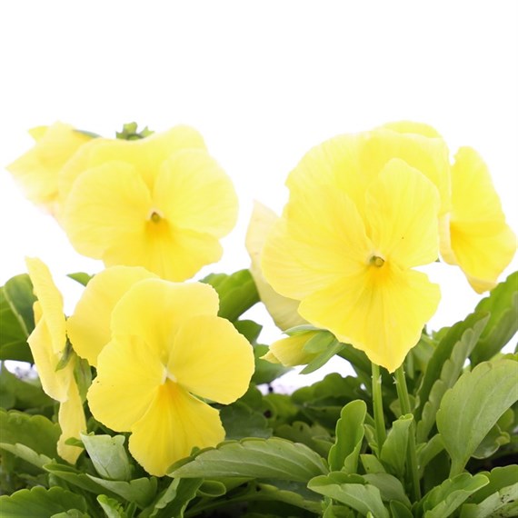Pansy F1 Primrose 6 Pack Boxed Bedding