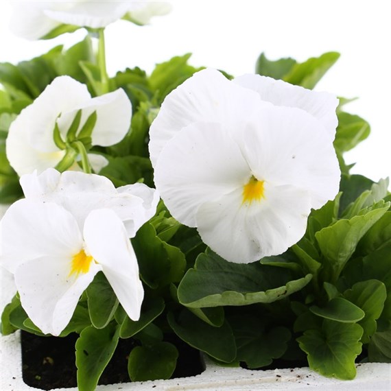 Pansy F1 Pure White 6 Pack Boxed Bedding