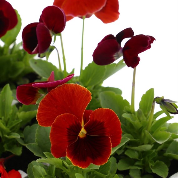 Pansy F1 Red 6 Pack Boxed Bedding