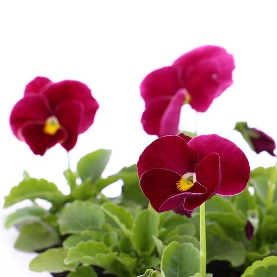 Pansy F1 Rose 6 Pack Boxed Bedding