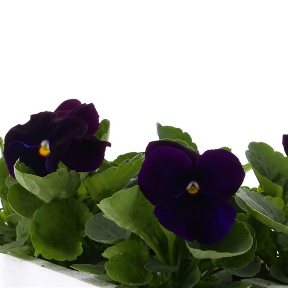 Pansy F1 Violet 6 Pack Boxed Bedding