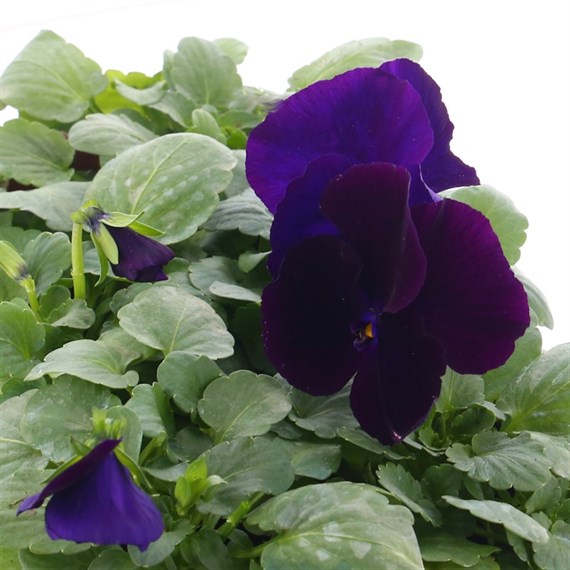 Pansy F1 Purple 6 Pack Boxed Bedding