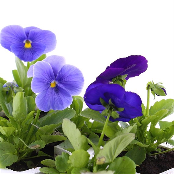 Pansy F1 Rhythm and Blues 6 Pack Boxed Bedding