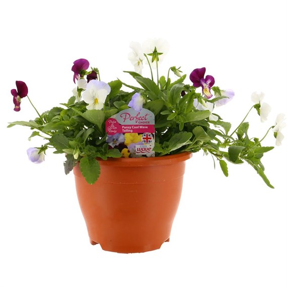 Pansy Trailing Cool Wave 20cm Sabina Pot